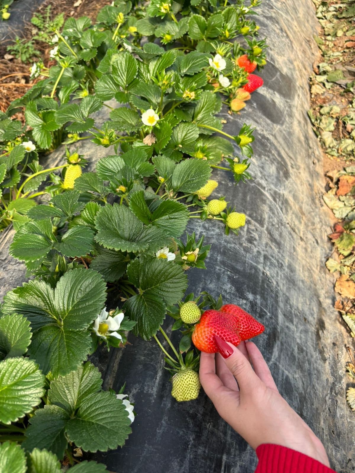 A hand picking a ripe strawberry from a plant on a field near Manolada