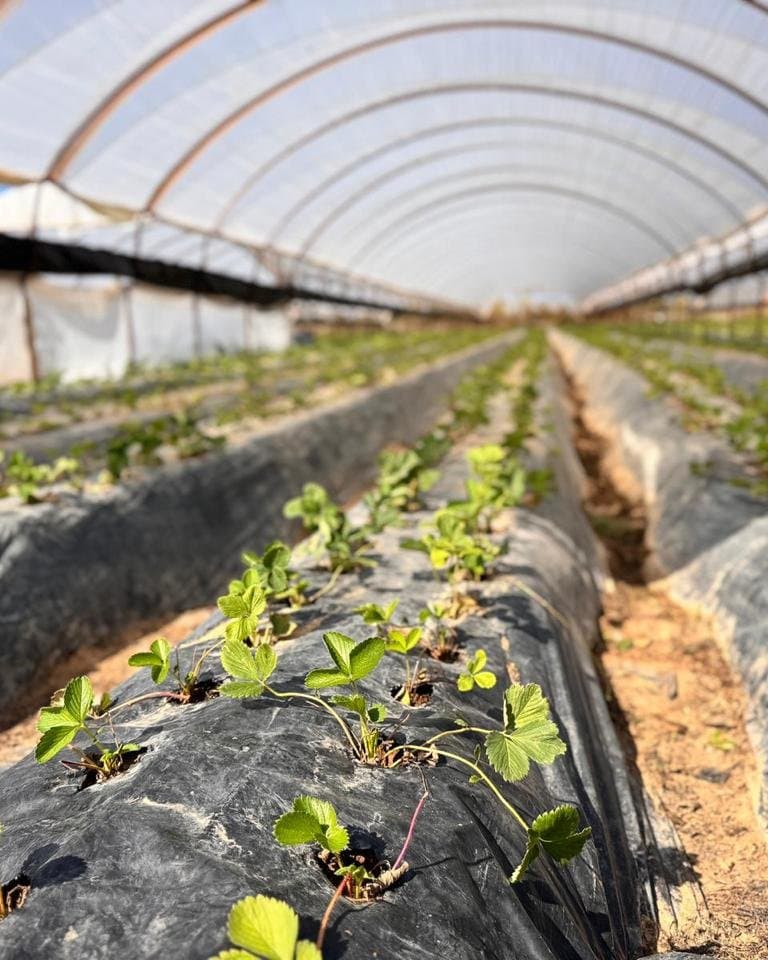 Rows of young strawberry plants in a growing tunnel